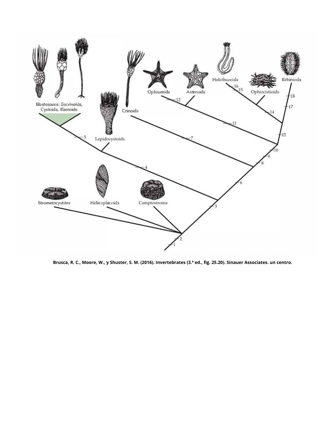 Cladogram, by Enya Santamaría