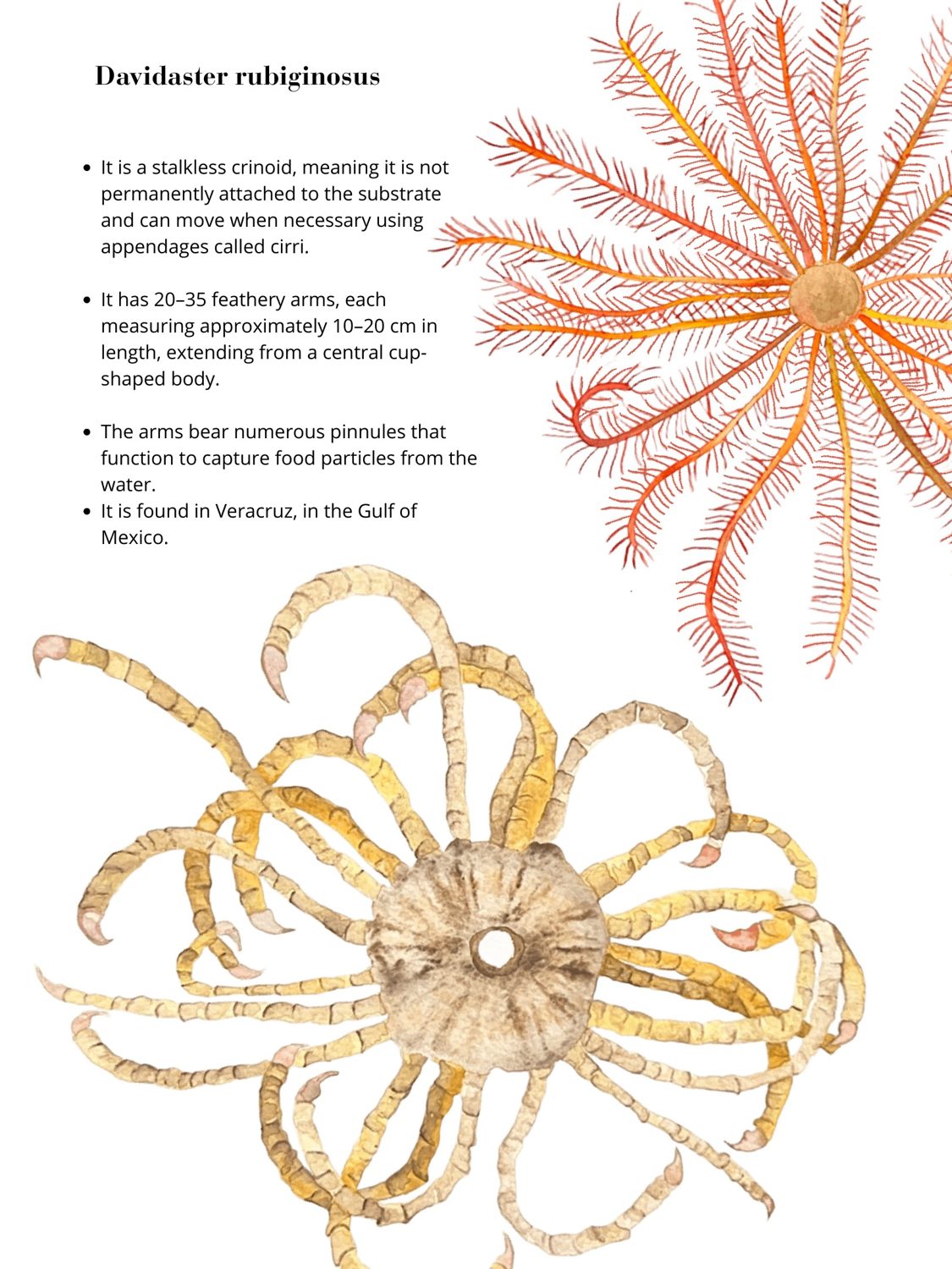 Davidaster rubiginosus, by Enya Santamaría