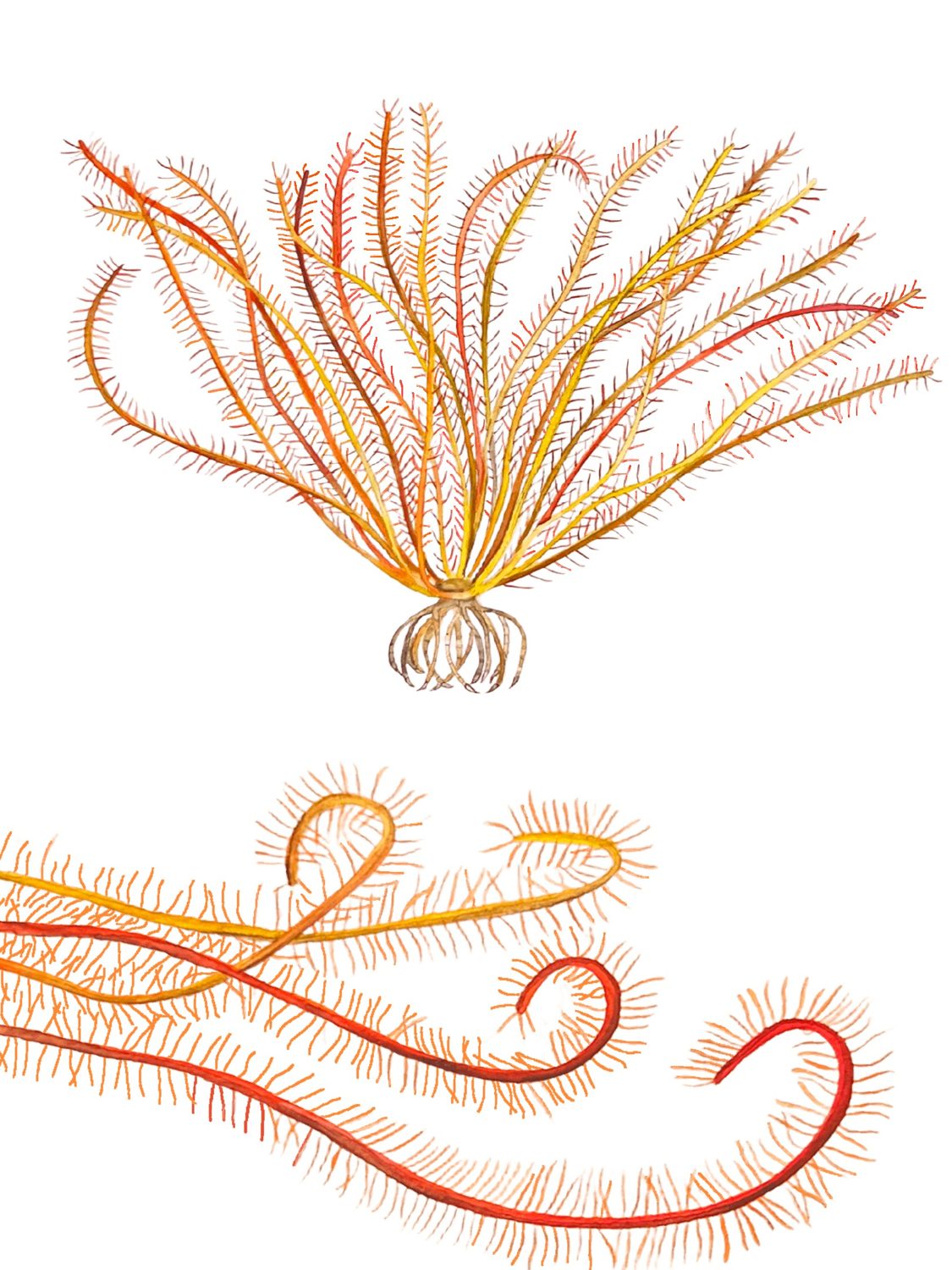 Crinoid, by Enya Santamaría