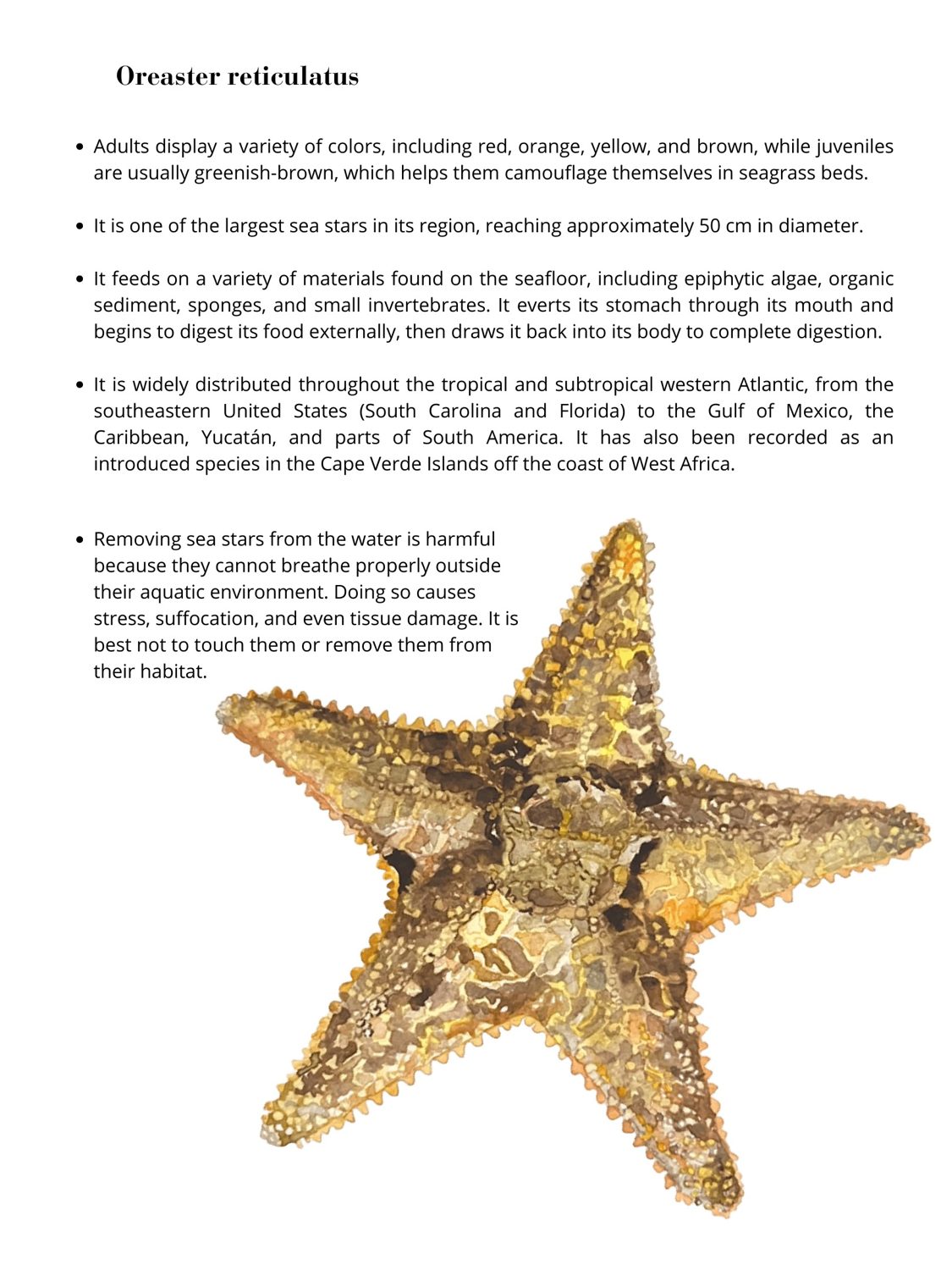 Oreaster reticulatus, by Enya Santamaría