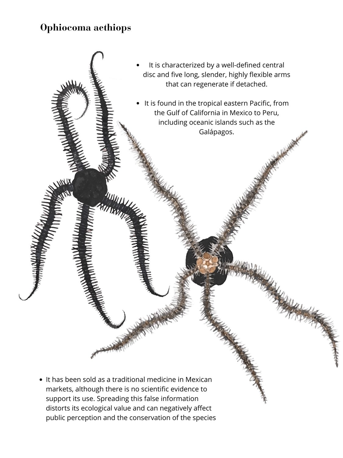 Ophiocoma aethiops, by Enya Santamaría