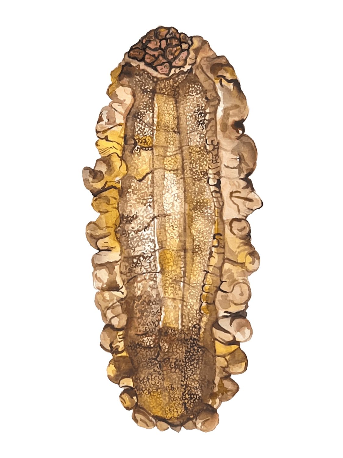 Sea cucumber, by Enya Santamaría