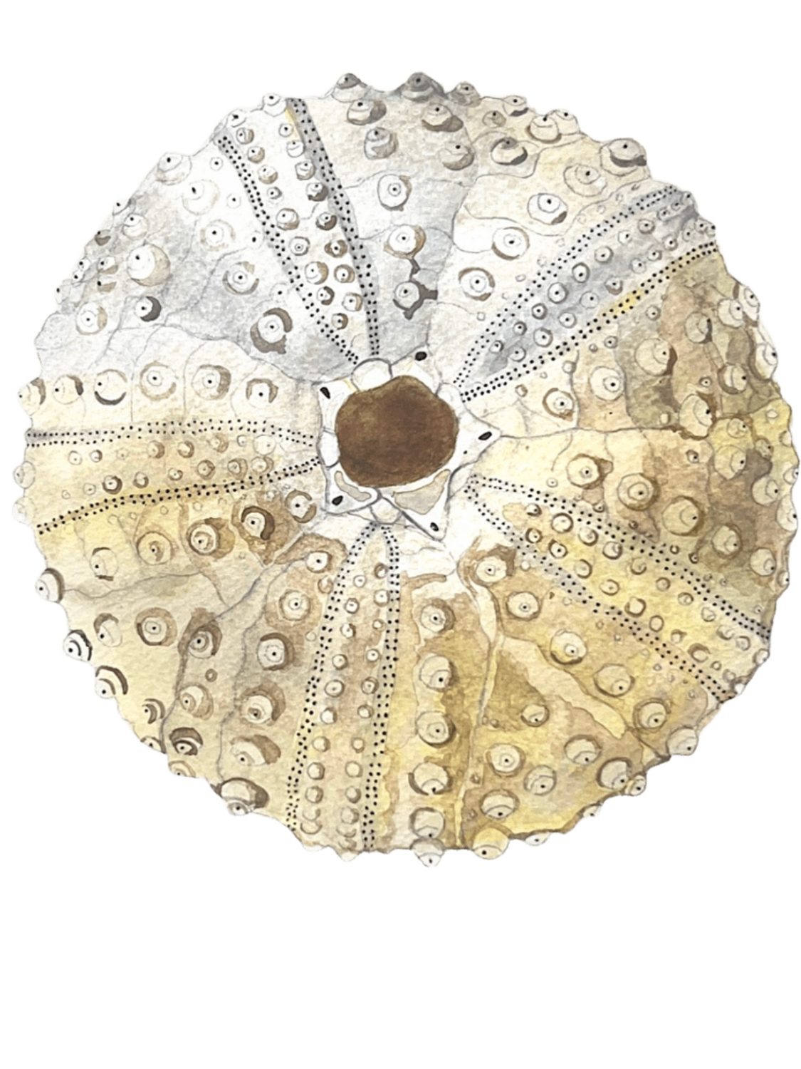 Sea urchin test, by Enya Santamaría