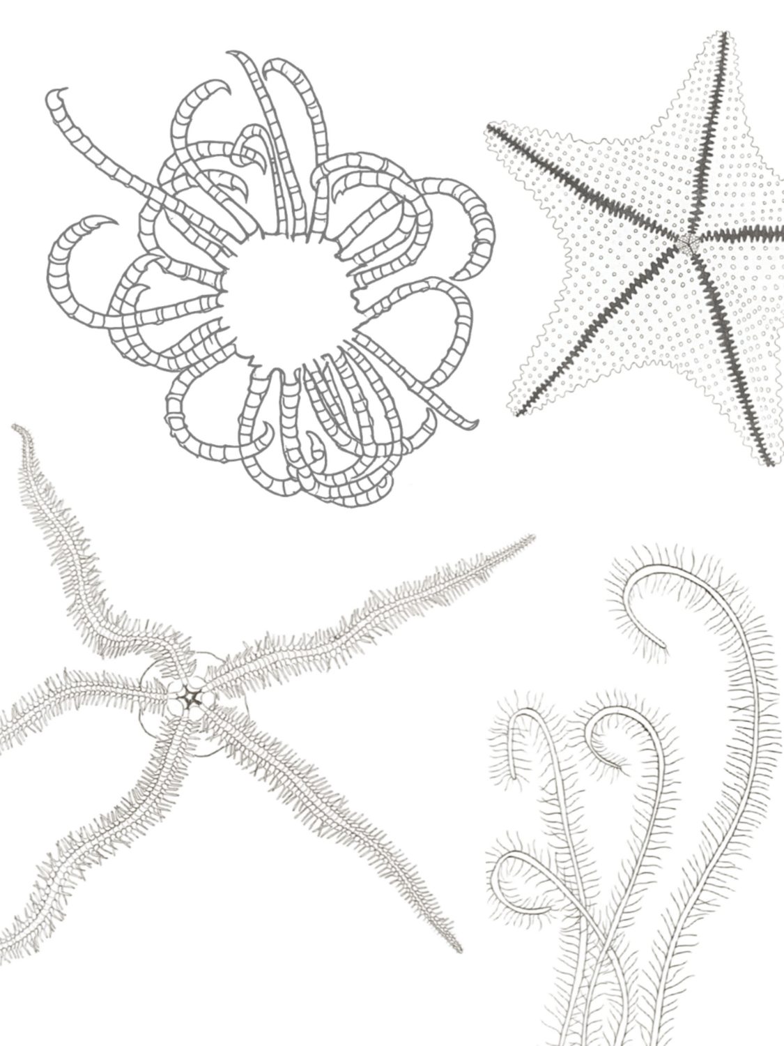 Line drawings, by Enya Santamaría