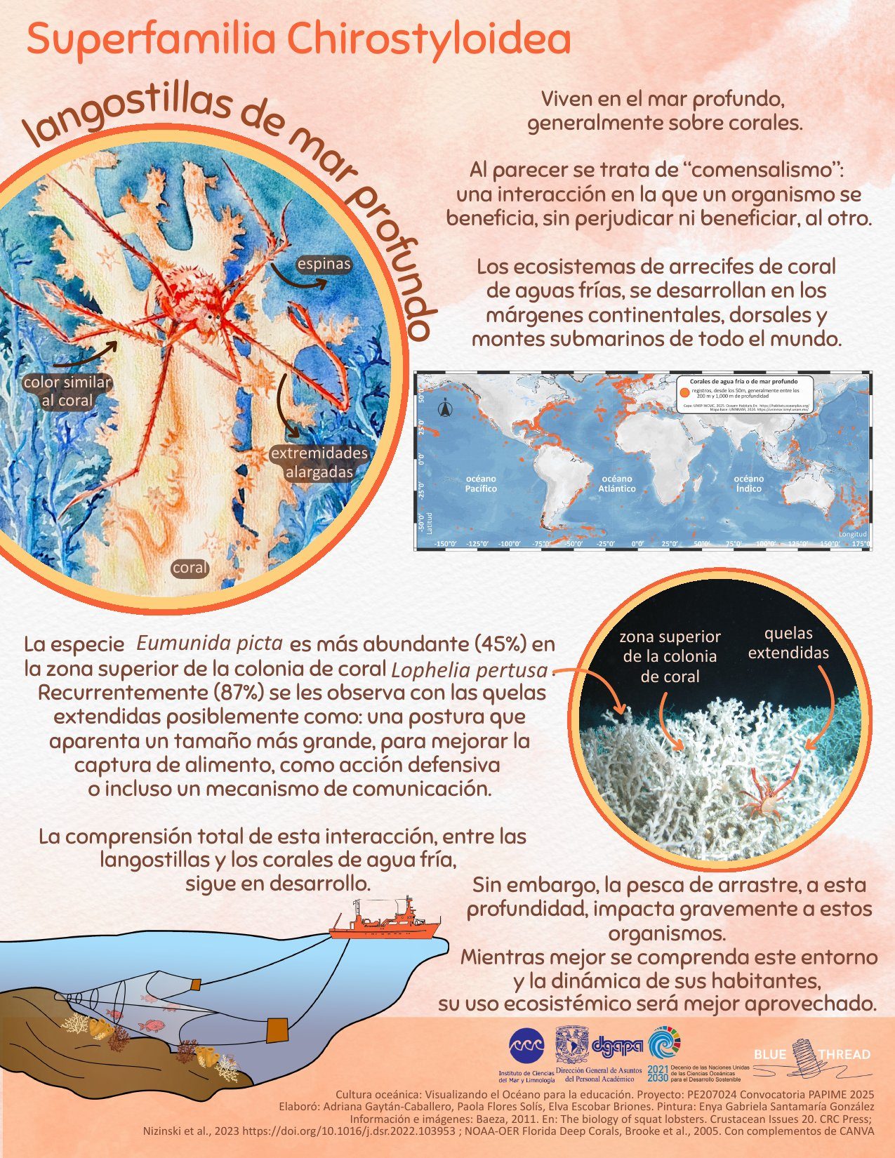 Deep-sea squat lobsters, Chirostyloidea, by Enya Santamaría