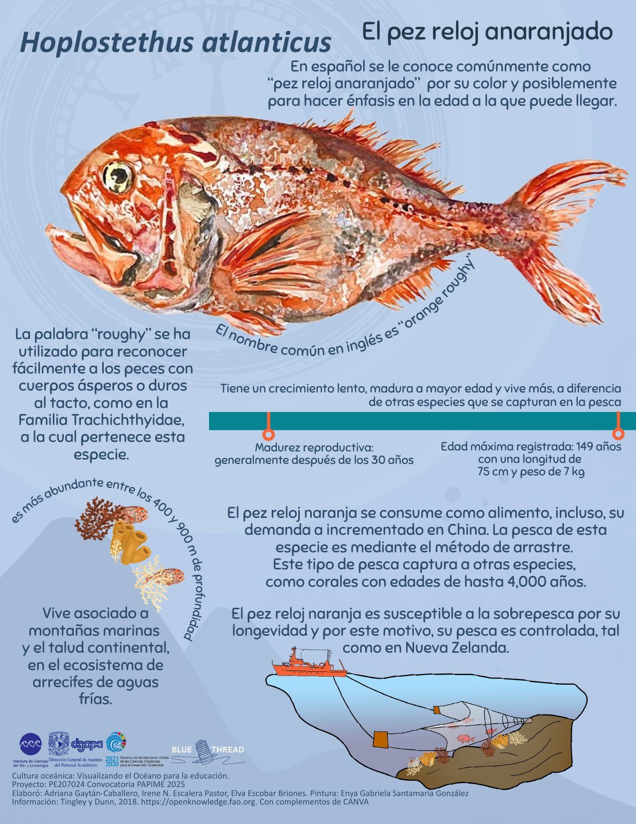 Orange roughy, Hoplostethus atlanticus, by Enya Santamaría