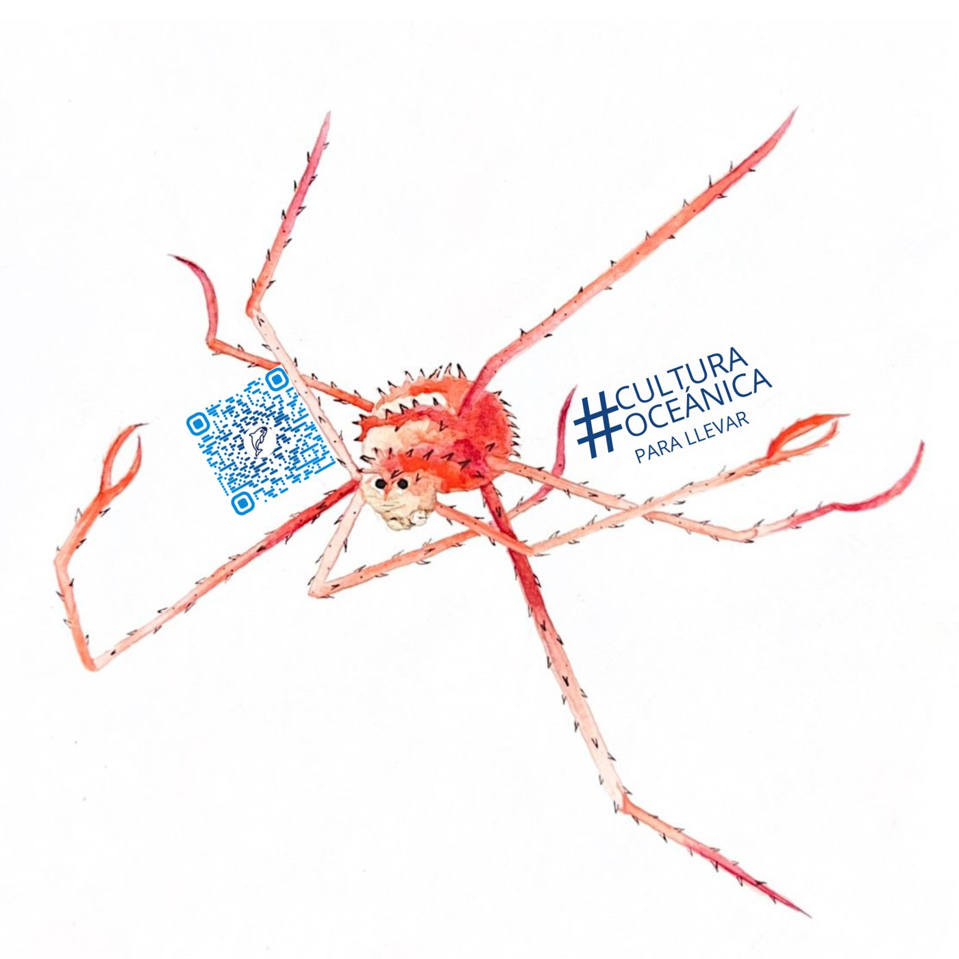 Squat lobster, by Enya Santamaría